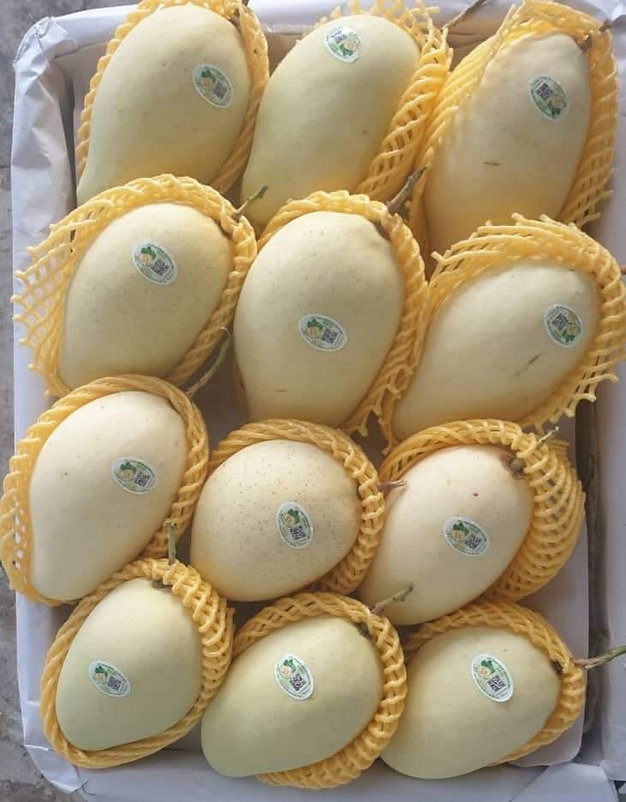 9e03d4_c73ce9d6747c4dcfbc53af20ef612efd~mv2